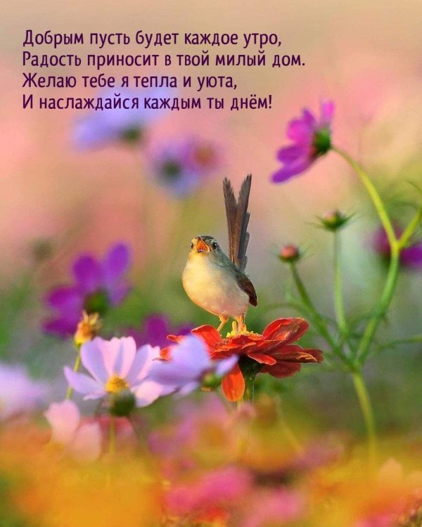 доброе утро с птичками