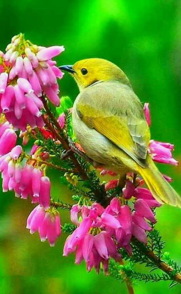 яркая птичка