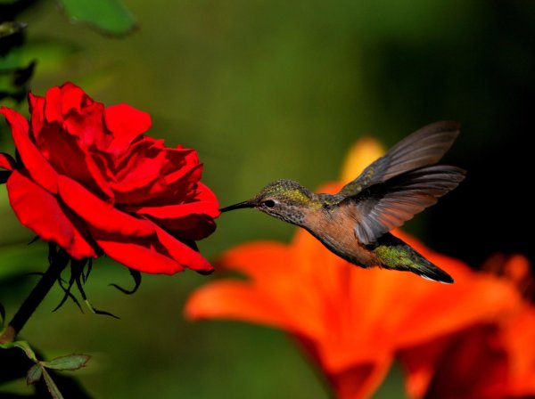 beautiful hummingbird
