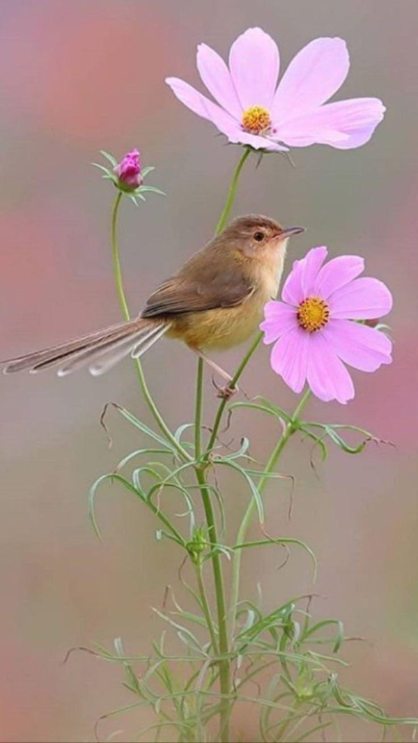 tawny flanked prinia