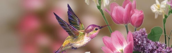 hummingbird flower