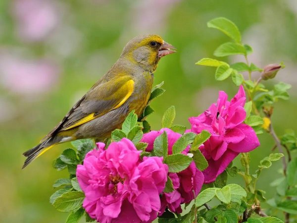 зеленушка обыкновенная