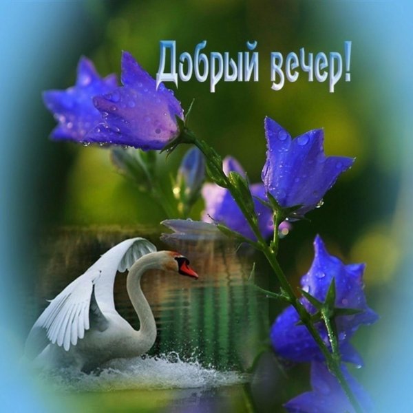 птица лебедь