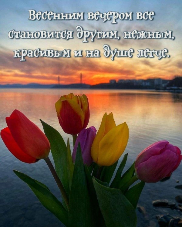 красивые тюльпаны