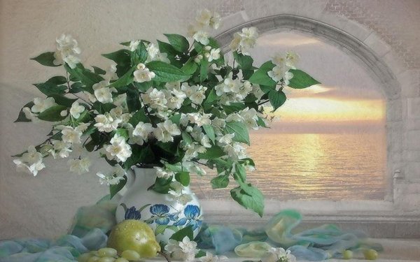 жасмин цветки