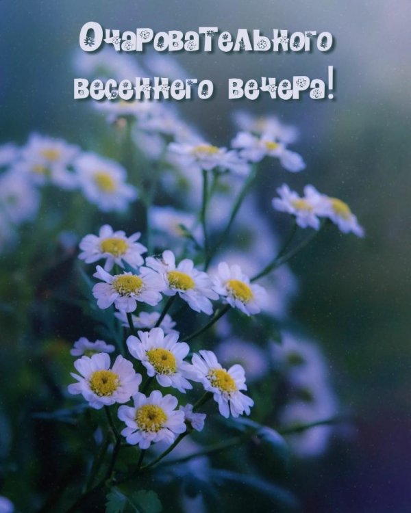 с добрым весенним вечером красивые