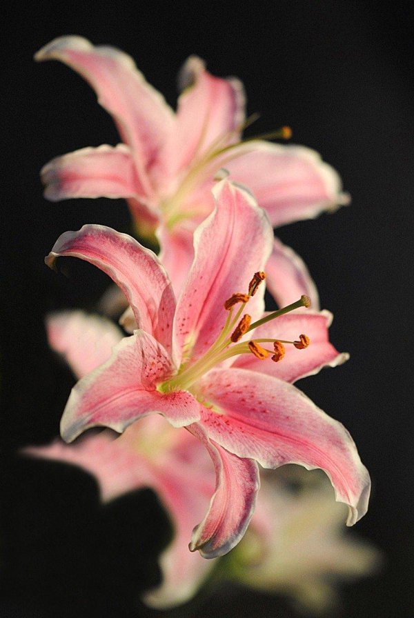 розовая лилия