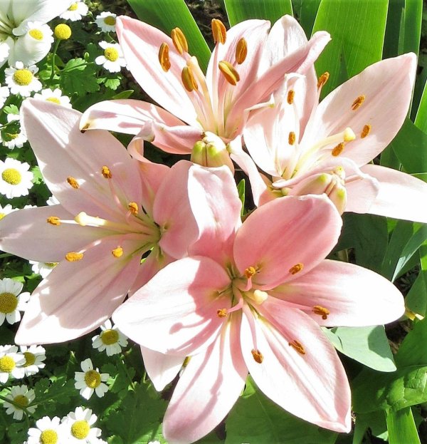 лилия цветок