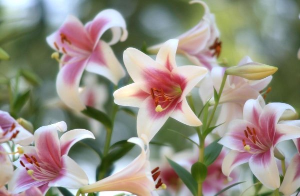 лилия строберри ванилла