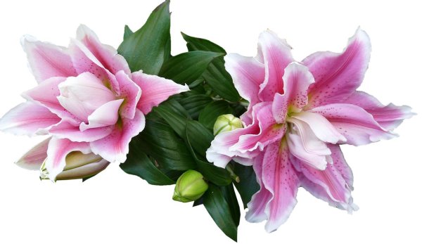 лили цветок