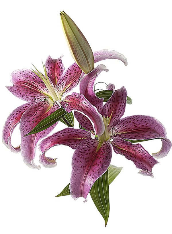 лилия пурпл харт