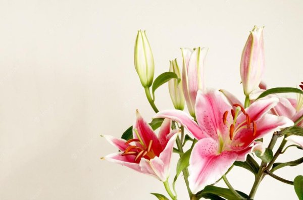 розовая лилия