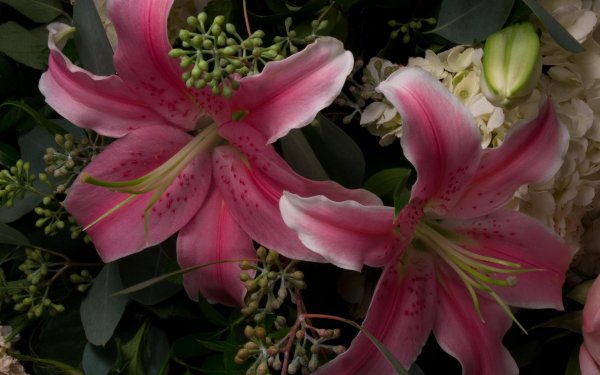 лилия бейджинг мун