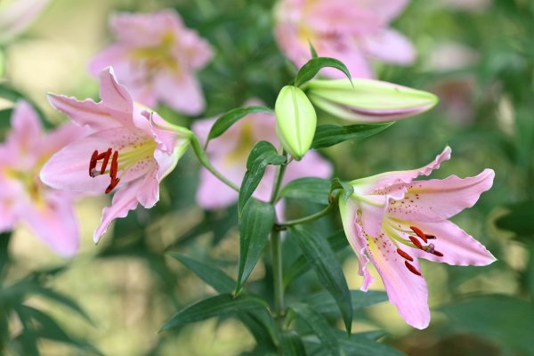 розовая лилия