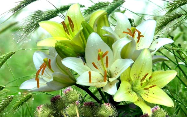 букет лилии