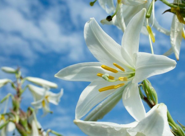 лилия белоснежная кандидум