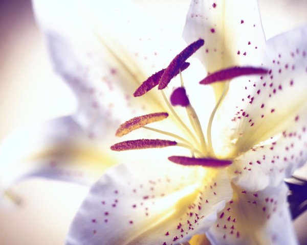 лилии цвета