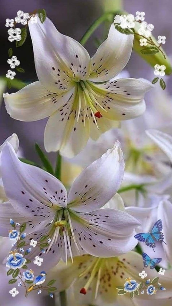 лилия свит саррендер