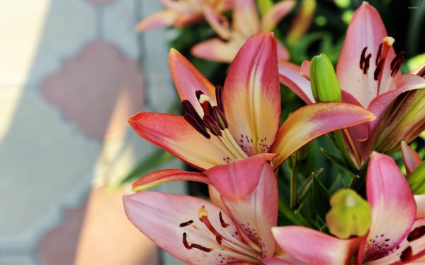 лилия лагибрид ройал презент