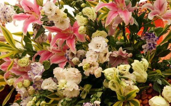 лилия петер шенк