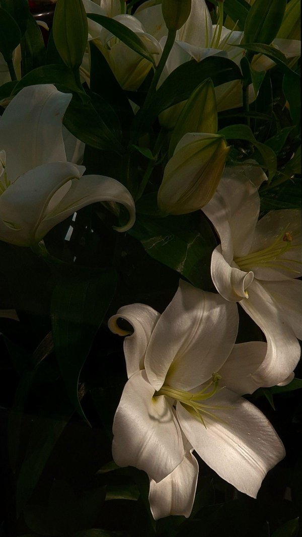 белая лилия