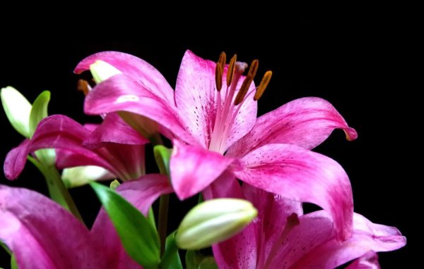 розовая лилия