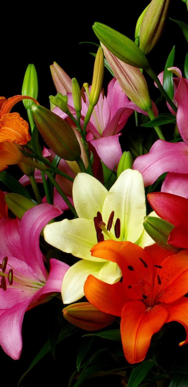 разноцветные лилии