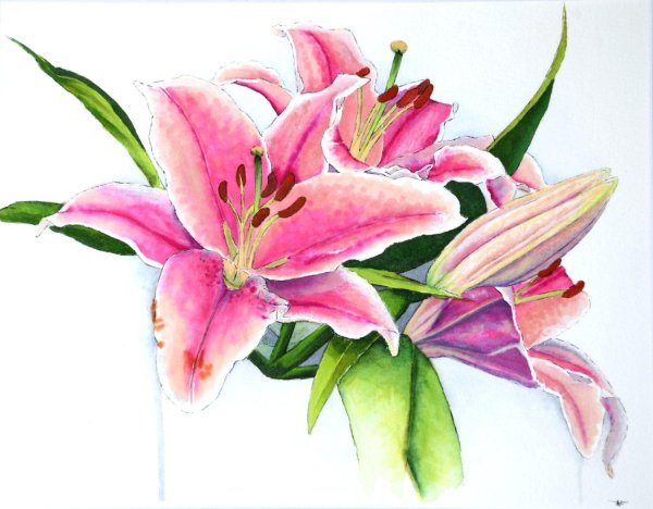 ботаническая живопись акварелью лилия