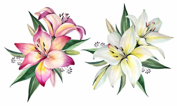 акварельные лилии