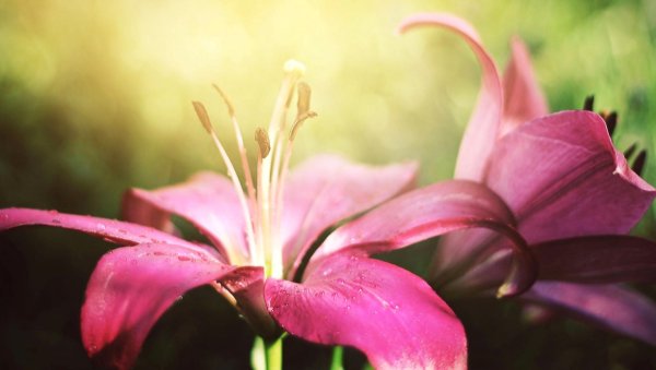 цветок лили