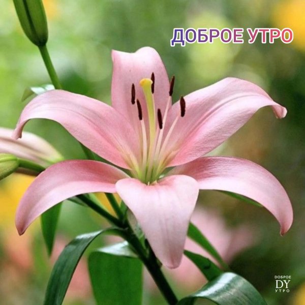 розовая лилия