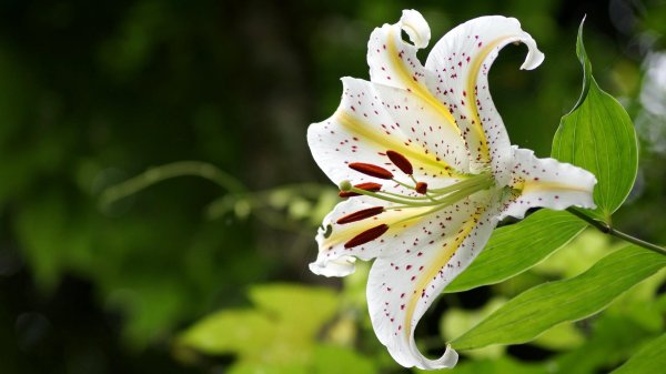 лилия ауратум голд