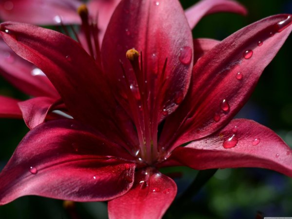 красная лилия