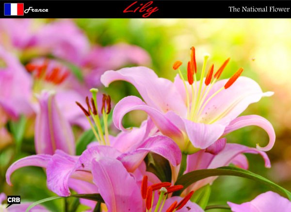 лилия эмейзинг грейс