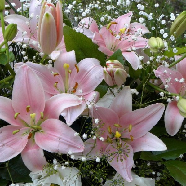 букет лилии