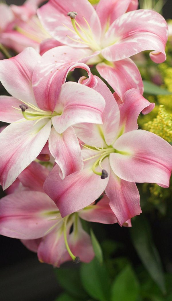 лилия бейвотч отгибриды