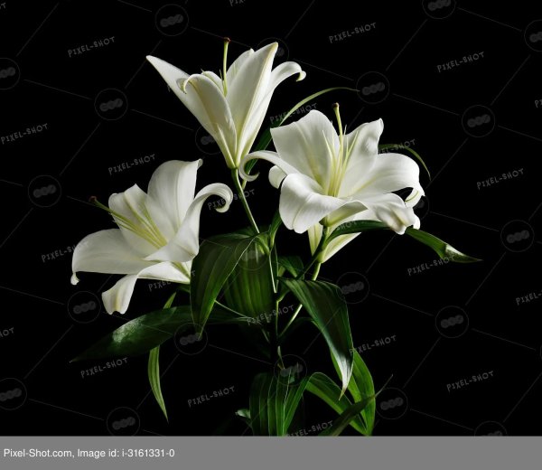 белая лилия