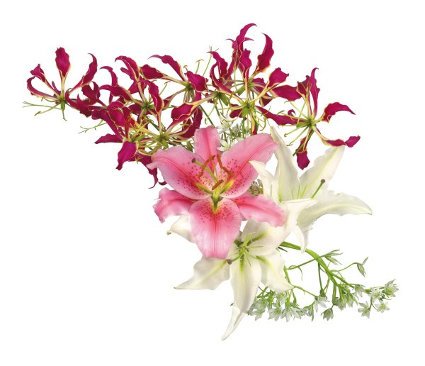 лилия фловер пинк