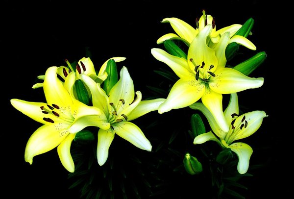 лилия будлайт