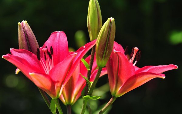 лилия бутон