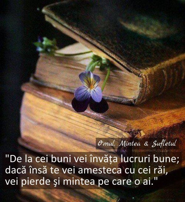 цветы книги