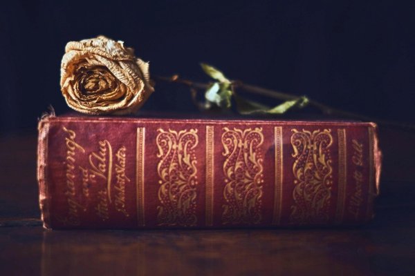 красивый книжный