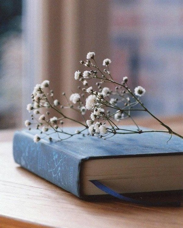 гипсофила белая