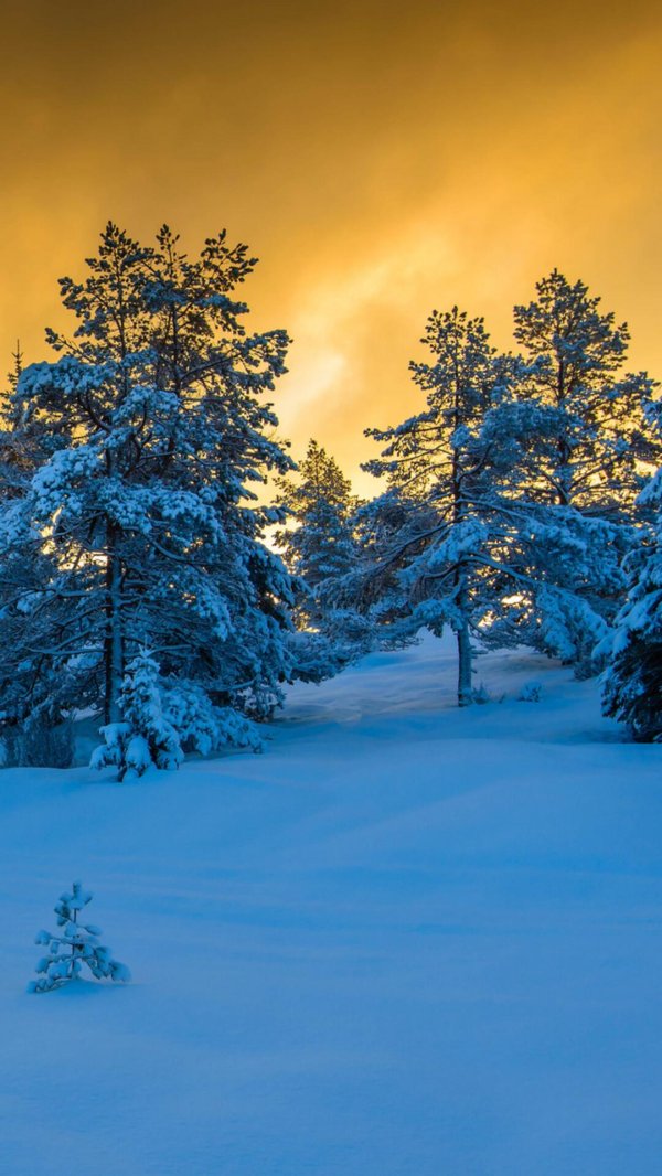 пейзаж зимний