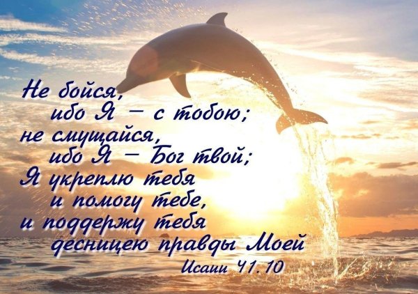 красивые дельфины