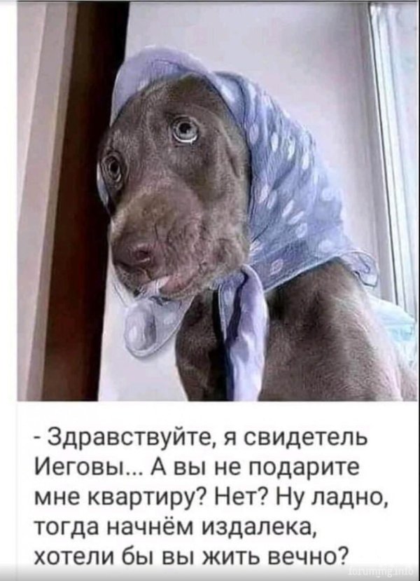 собака в платке