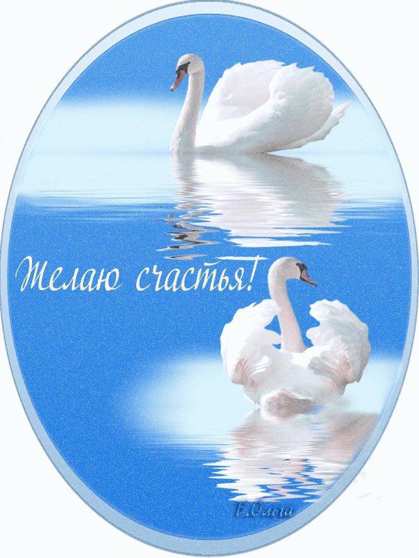 лебеди счастья