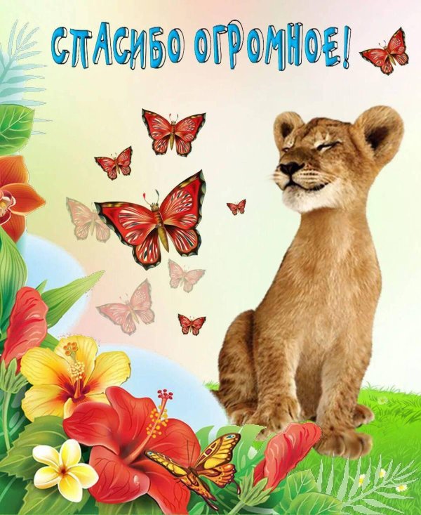 маленькие львята