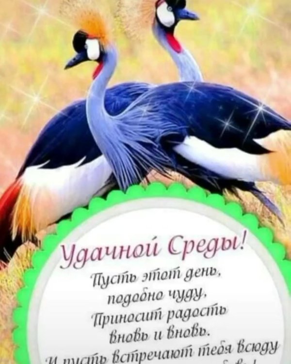 поздравления со средой в картинках