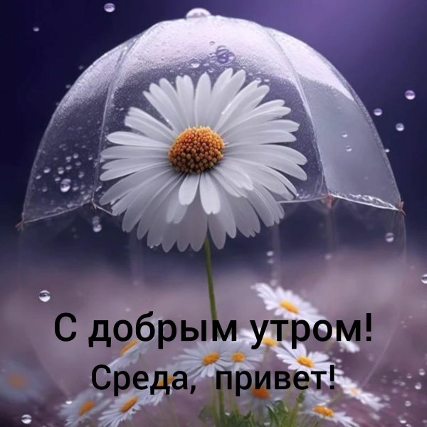 дождливого утра